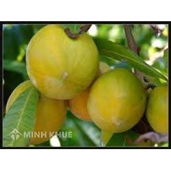 Tranh chấp bồi thường thiệt hại: Đòi bồi thường ba cây LÊKIMA