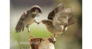 Lịch sử phát triển "trọng tài" trong giải quyết tranh chấp