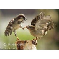 Lịch sử phát triển "trọng tài" trong giải quyết tranh chấp