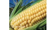 Dịch vụ tư vấn đăng ký bảo hộ giống cây trồng tại Việt Nam