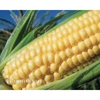 Dịch vụ tư vấn đăng ký bảo hộ giống cây trồng tại Việt Nam