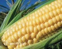 Dịch vụ tư vấn đăng ký bảo hộ giống cây trồng tại Việt Nam