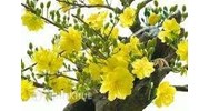 Quy định pháp luật về hái lộc, bẻ hoa lễ hội Tết Dương lịch/tết âm lịch