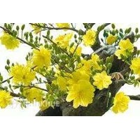 Quy định pháp luật về hái lộc, bẻ hoa lễ hội Tết Dương lịch/tết âm lịch