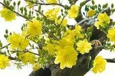 Quy định pháp luật về hái lộc, bẻ hoa lễ hội Tết Dương lịch/tết âm lịch