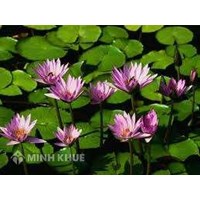 Con tàu tổ chức và văn hóa của người lãnh đạo