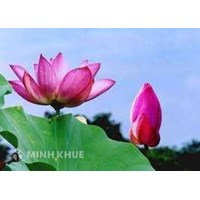 Chúng ta chưa có con ngựa văn hóa để cưỡi