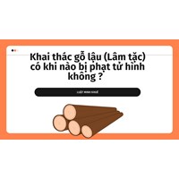 Khai thác gỗ lậu (Lâm tặc) có khi nào bị phạt tử hình không ?  