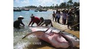 Con cá mập bị bắt và chuyện hứa thưởng