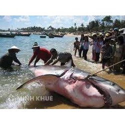 Con cá mập bị bắt và chuyện hứa thưởng