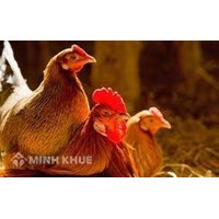 Vụ kiện con gà chết