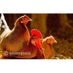 Vụ kiện con gà chết