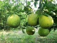 Đăng ký quyền đối với giống cây trồng được quy định như thế nào ?