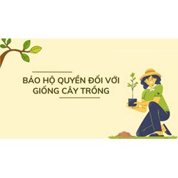 Quy định về điều kiện bảo hộ đối với giống cây trồng