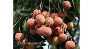 Đối tượng không được bảo hộ với danh nghĩa chỉ dẫn địa lý?