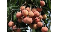 Đối tượng không được bảo hộ với danh nghĩa chỉ dẫn địa lý?