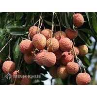 Đối tượng không được bảo hộ với danh nghĩa chỉ dẫn địa lý?