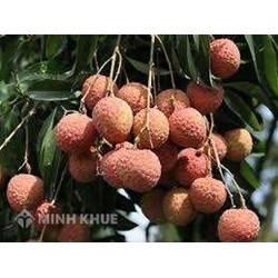 Đối tượng không được bảo hộ với danh nghĩa chỉ dẫn địa lý?