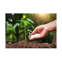 Các trường hợp bị huỷ bỏ hiệu lực văn bằng bảo hộ giống cây trồng
