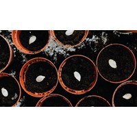 Quy định về cấp Chứng chỉ hành nghề dịch vụ đại diện quyền đối với giống cây trồng