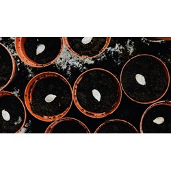 Quy định về cấp Chứng chỉ hành nghề dịch vụ đại diện quyền đối với giống cây trồng