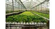 Thủ tục mua đất ruộng trồng lúa để làm dự án trồng rau sạch?