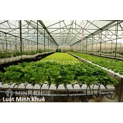 Thủ tục mua đất ruộng trồng lúa để làm dự án trồng rau sạch?
