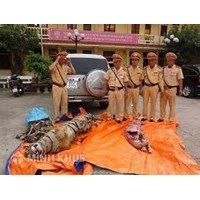 Tư vấn về hành vi vận chuyển động vật quý hiếm?