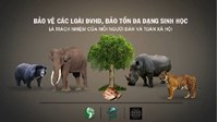 Vận chuyển động vật hoang dã có bị đi tù không? Mức phạt và quy định mới nhất?