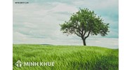 Có được bồi thường thiệt hại hoa màu trên đất khi bị thu hồi không?