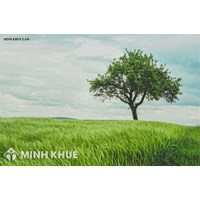 Có được bồi thường thiệt hại hoa màu trên đất khi bị thu hồi không?