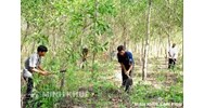 Tư vấn giải quyết việc tranh chấp đất lâm nghiệp bị lấn chiếm đã hòa giải nhiều lần không thành ?