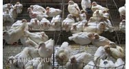 Thủ tục khiếu nại, tố cáo hành vi gây ô nhiễm môi trường xung quanh hộ gia đình?