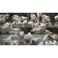 Thủ tục khiếu nại, tố cáo hành vi gây ô nhiễm môi trường xung quanh hộ gia đình?