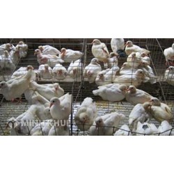 Thủ tục khiếu nại, tố cáo hành vi gây ô nhiễm môi trường xung quanh hộ gia đình?