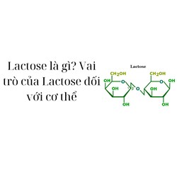 Lactose là gì? Vai trò của Lactose đối với cơ thể