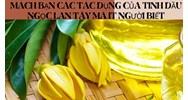 Mách bạn các tác dụng của Tinh dầu ngọc lan tây mà ít người biết