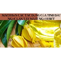 Mách bạn các tác dụng của Tinh dầu ngọc lan tây mà ít người biết