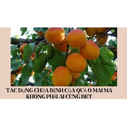 Tác dụng chữa bệnh của quả ô mai mà không phải ai cũng biết