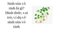 Sinh sản vô tính là gì? Hình thức, vai trò, ví dụ về sinh sản vô tính