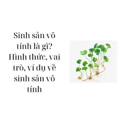 Sinh sản vô tính là gì? Hình thức, vai trò, ví dụ về sinh sản vô tính
