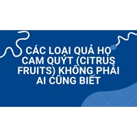 Các loại quả họ cam quýt (citrus fruits) không phải ai cũng biết