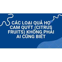 Các loại quả họ cam quýt (citrus fruits) không phải ai cũng biết