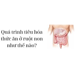 Quá trình tiêu hóa thức ăn ở ruột non như thế nào?