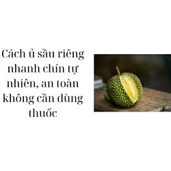 Cách ủ sầu riêng nhanh chín tự nhiên, an toàn không cần dùng thuốc