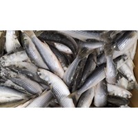 Cá đối nấu gì ngon? Những món ngon từ cá đối dễ làm cho cả gia đình