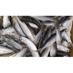 Cá đối nấu gì ngon? Những món ngon từ cá đối dễ làm cho cả gia đình
