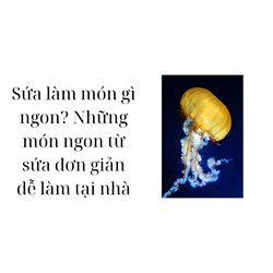 Sứa làm món gì ngon? Những món ngon từ sứa đơn giản dễ làm tại nhà