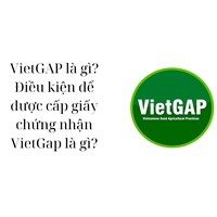 VietGAP là gì? Điều kiện để được cấp giấy chứng nhận VietGap là gì?