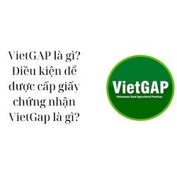 VietGAP là gì? Điều kiện để được cấp giấy chứng nhận VietGap là gì?